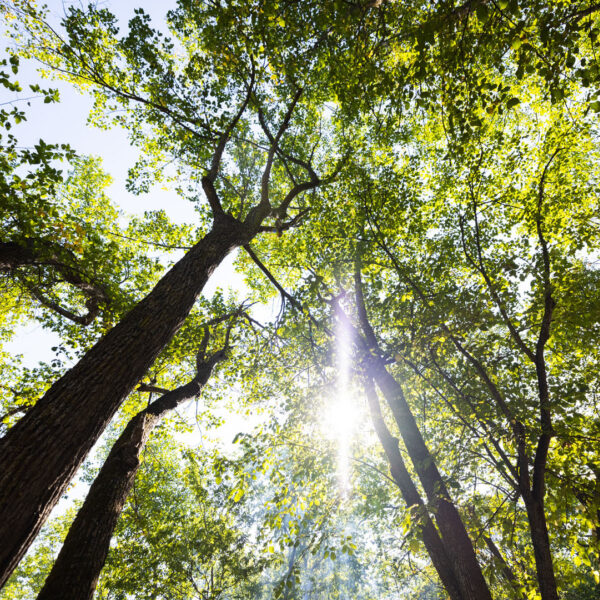 Beyond ESG: Sustainable Investment