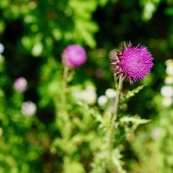 Frogtown Farm: An Urban Oasis