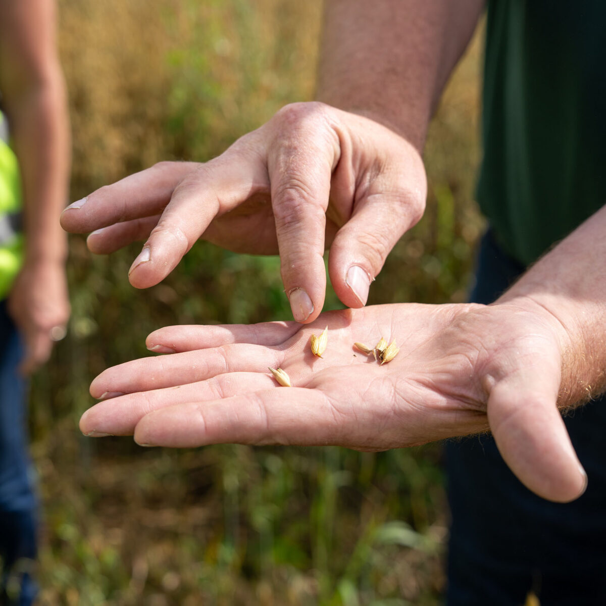 Farmer showing a seed in the palm of his hand