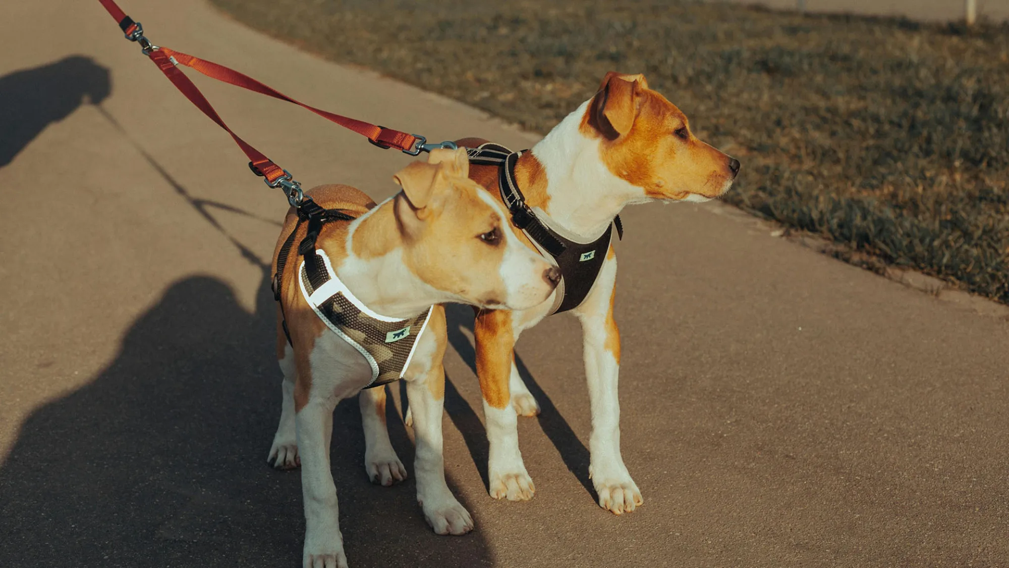 Two dogs on a walk together