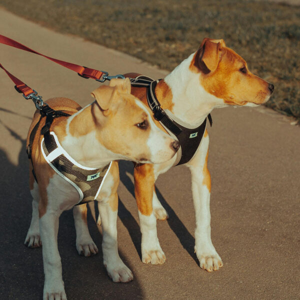 Caring for Pets When Families Need It Most