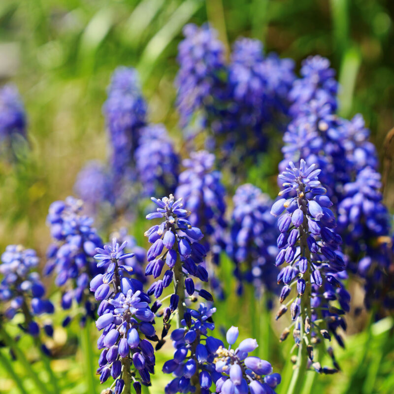 Blue cone shaped flowers