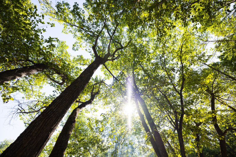 Tree Canopy