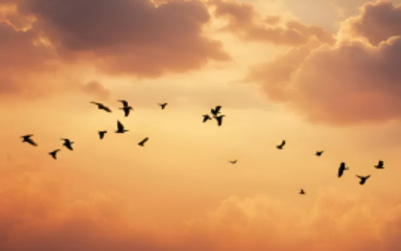 Sunrise over water with birds