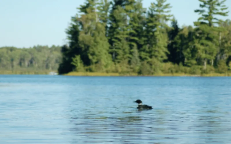 Landscape of MN Loon