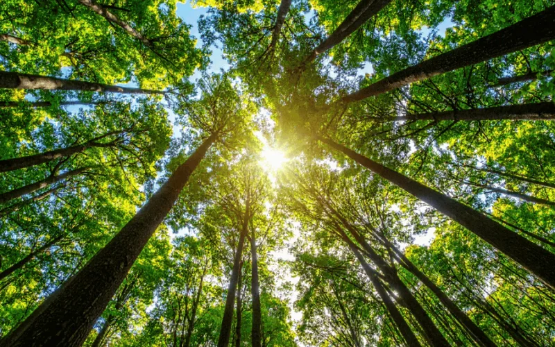 Looking up at sun through trees
