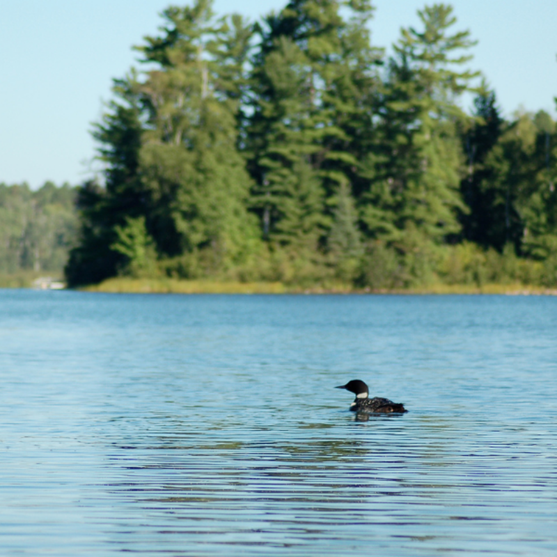 State of the State Webpage