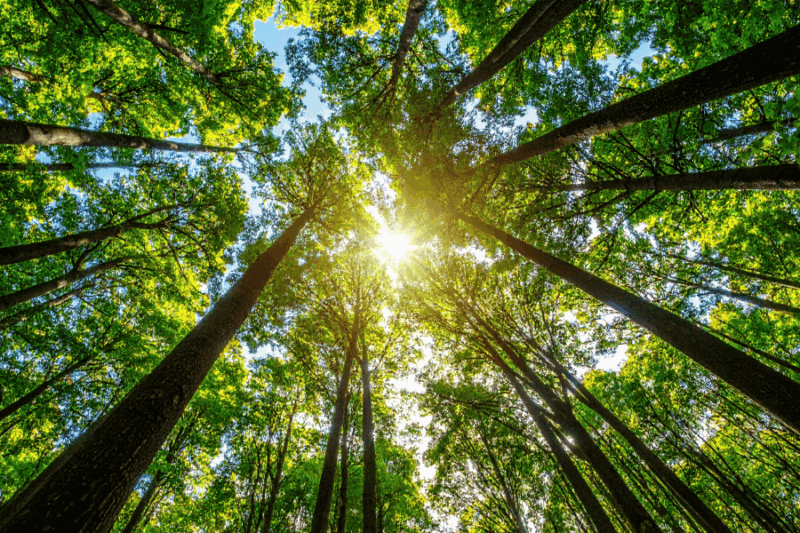 Looking up at sun through trees