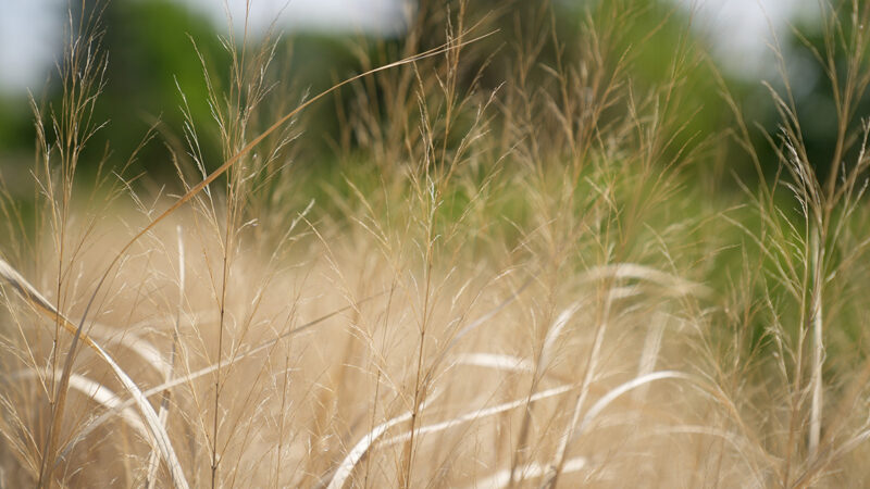 Prairie grass waving in the wind